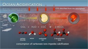 Effects of Ocean Acidification on Marine and Human Life
